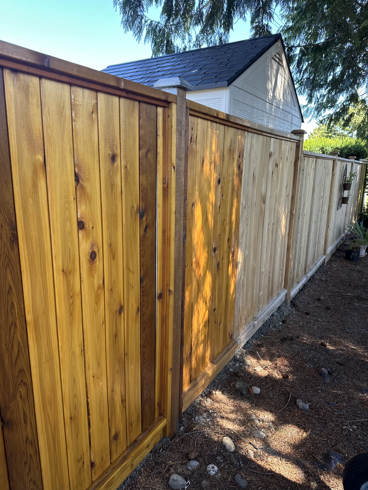 Cedar fence staining in progress, showing stained and natural panels in Victoria, BC